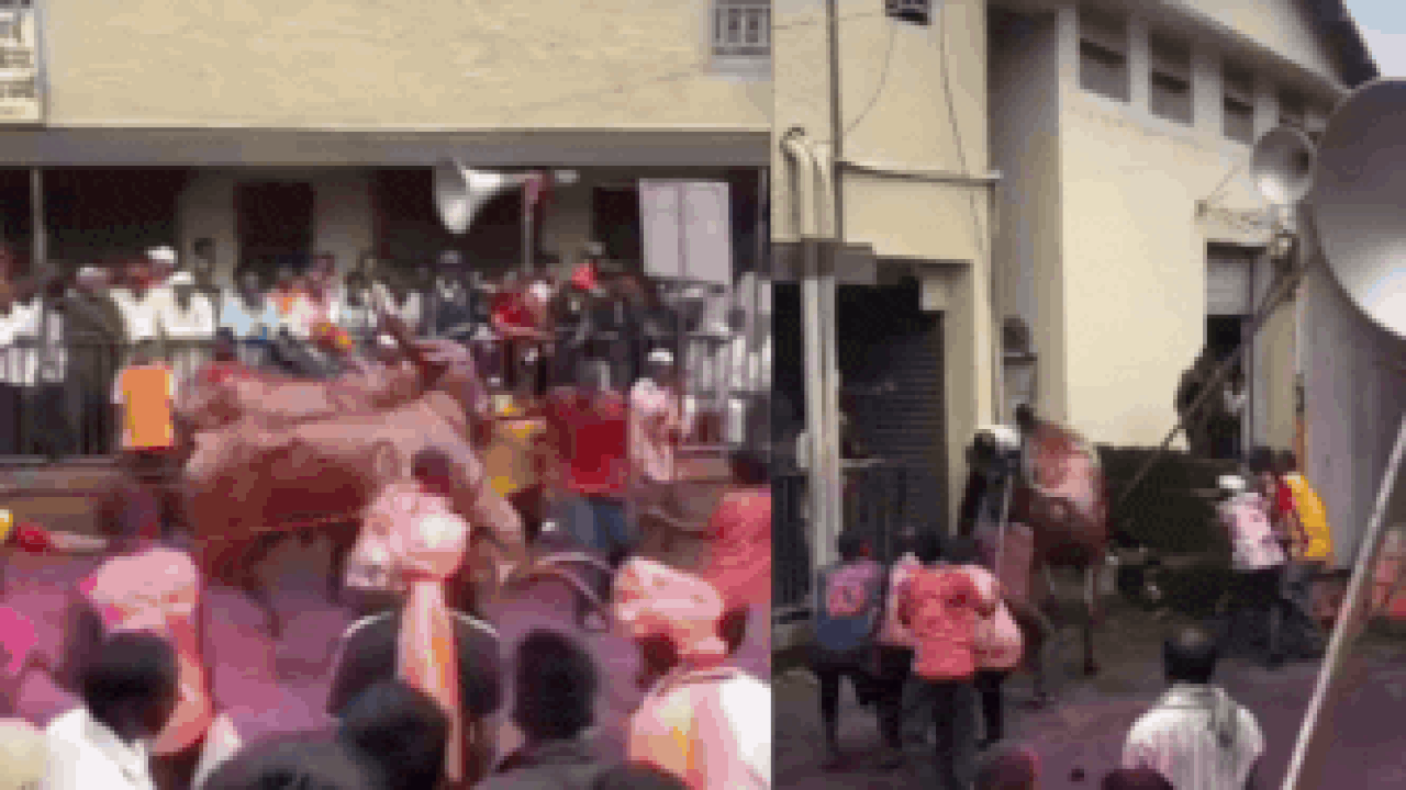 6 injured as bull goes berserk, charges into crowd at Bail Pola event in Kolhapur