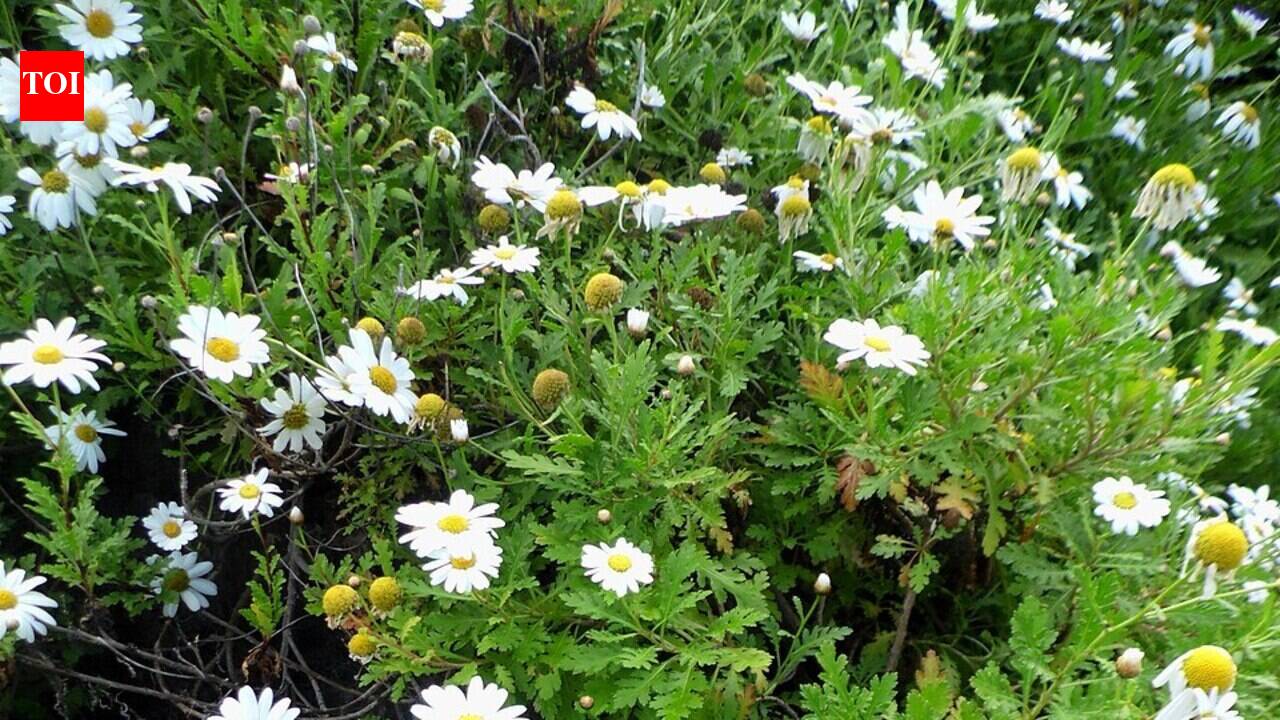 Genetic Threats: Invasive Daisies Transforming Canary Islands' Unique Flora