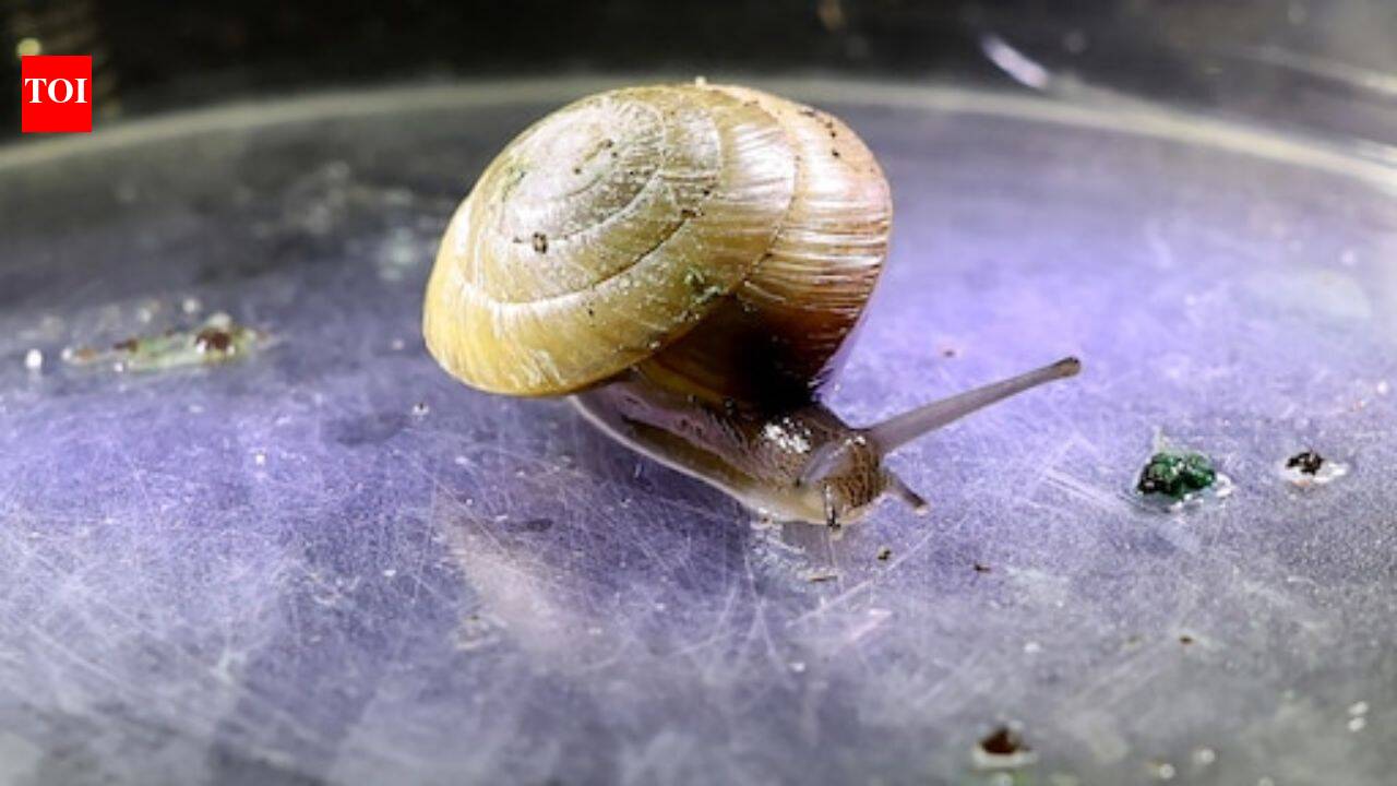 Bermuda snails were thought to be extinct from the island, a decade later breeders have released over 100,000 of them back