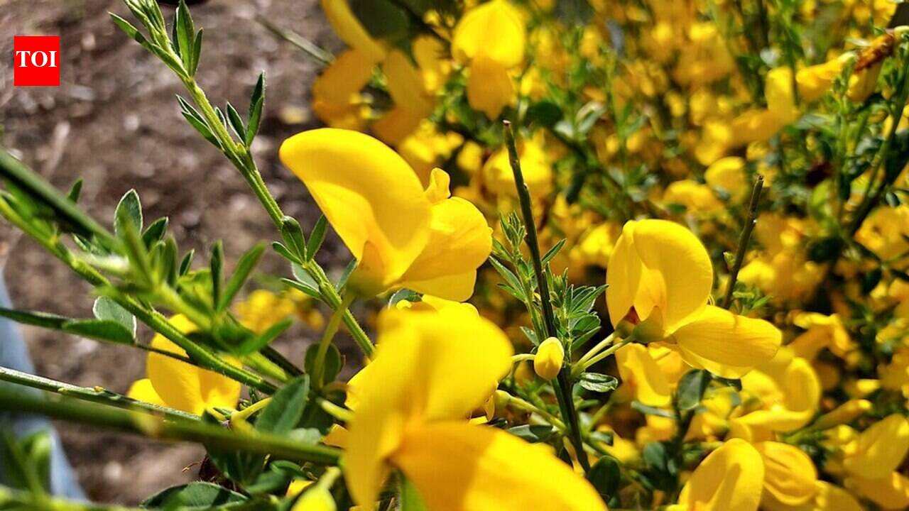The Invasive Spread of Scotch Broom: A 170-Year Journey from Garden Ornamental to Ecological Villain