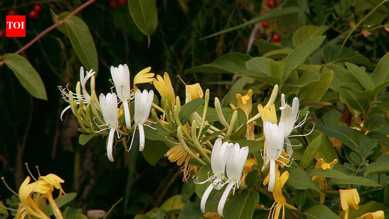 The Unseen Threat: Japanese Honeysuckle and Its Invasion of American Forests