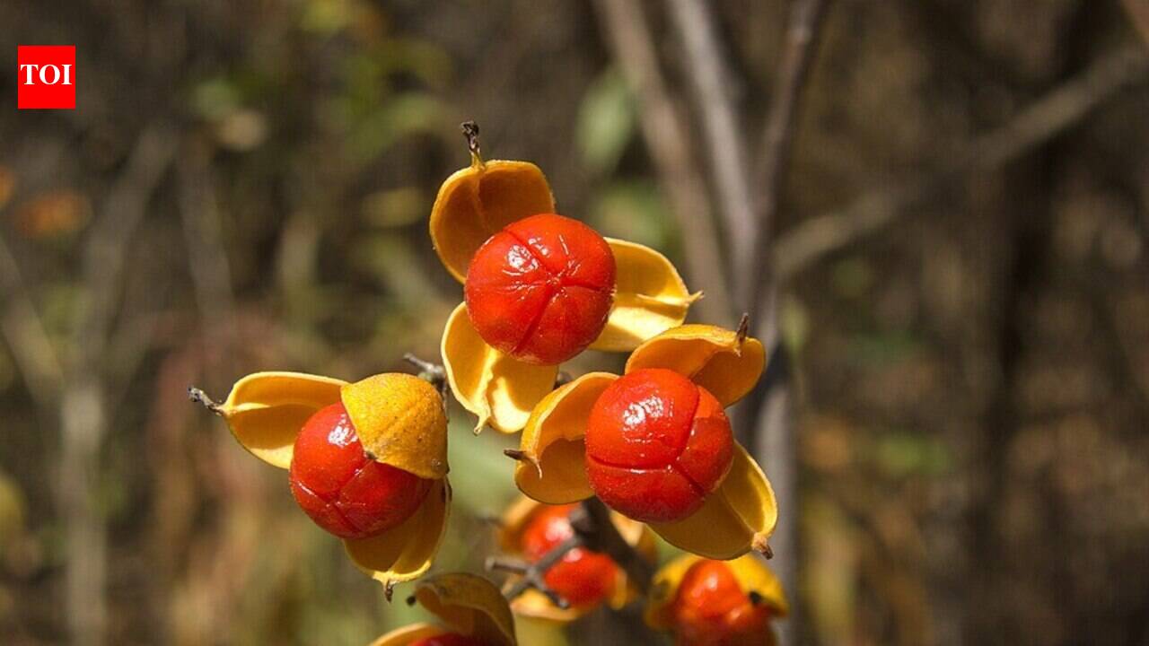 Around 1860, oriental bittersweet entered cultivation as an ornamental vine; by 1974, it had spread to 33 states and was smothering native plants
