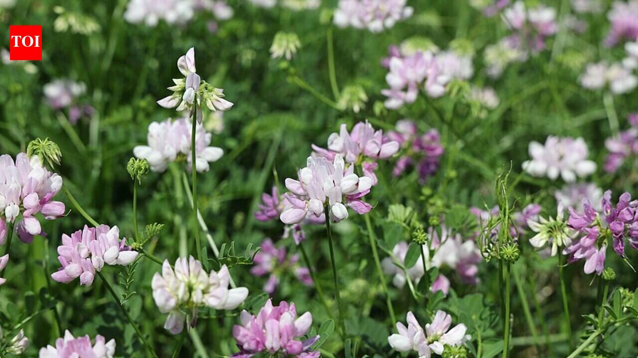 In the 1950s, America planted crown vetch beside roads to control erosion; it now occurs in nearly every state and forms dense mats that crowd out native plants