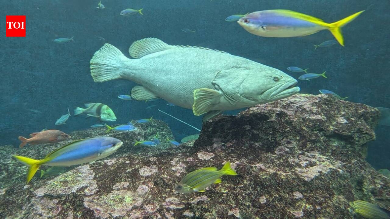 Western Baltic Sea fish face different risks from warming water, with cod and herring rated more vulnerable while sprat may be better positioned