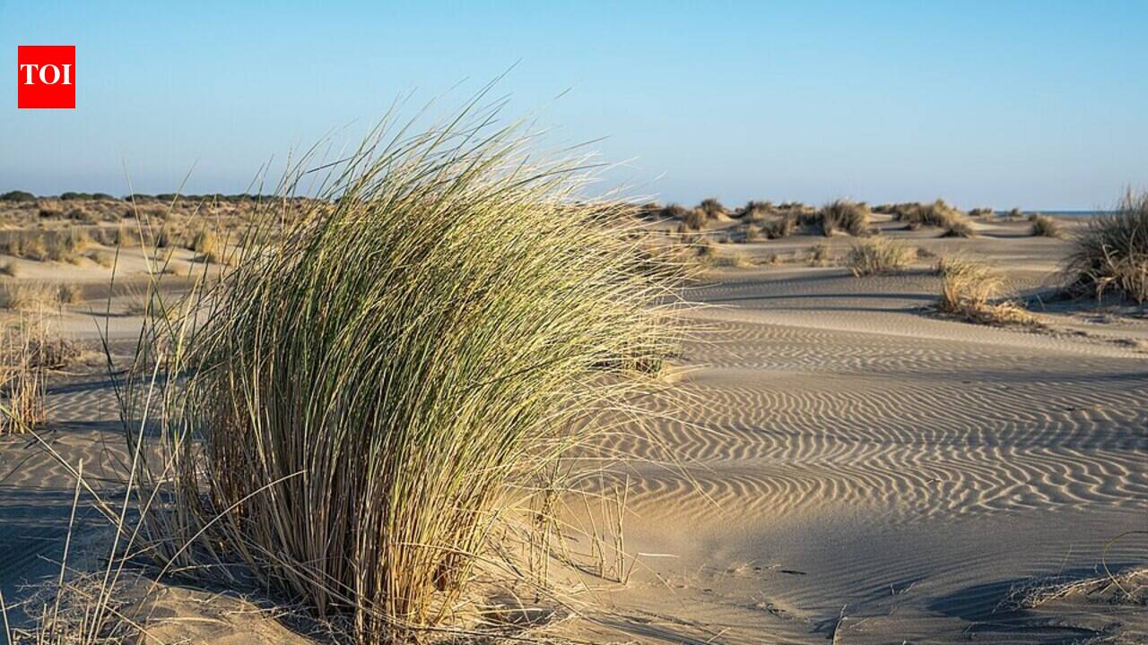 The Dangerous Invasion: How European Beachgrass Transformed America's Coastal Dunes