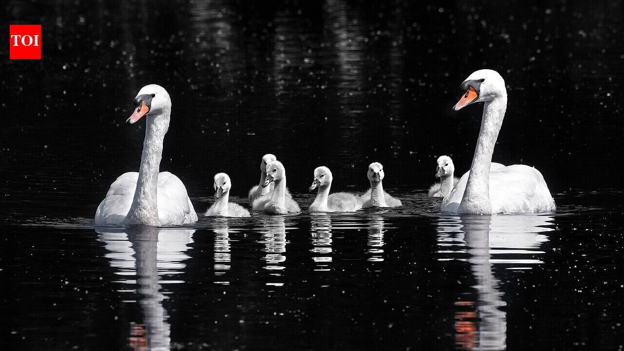 We brought them here for 'beauty,' but now these swans are destroying our wetlands and pushing out native birds.