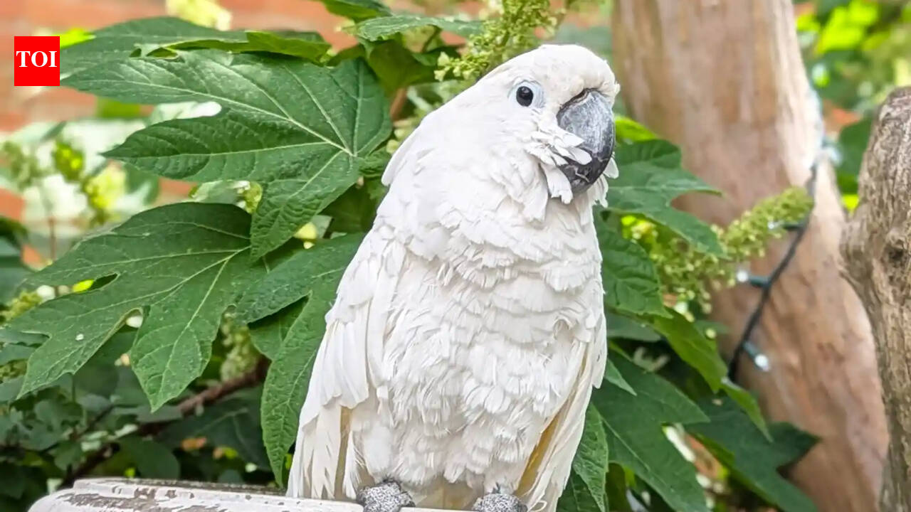 Blind Cockatoo becomes therapy bird, raises $33,674 to win Pet of the Year