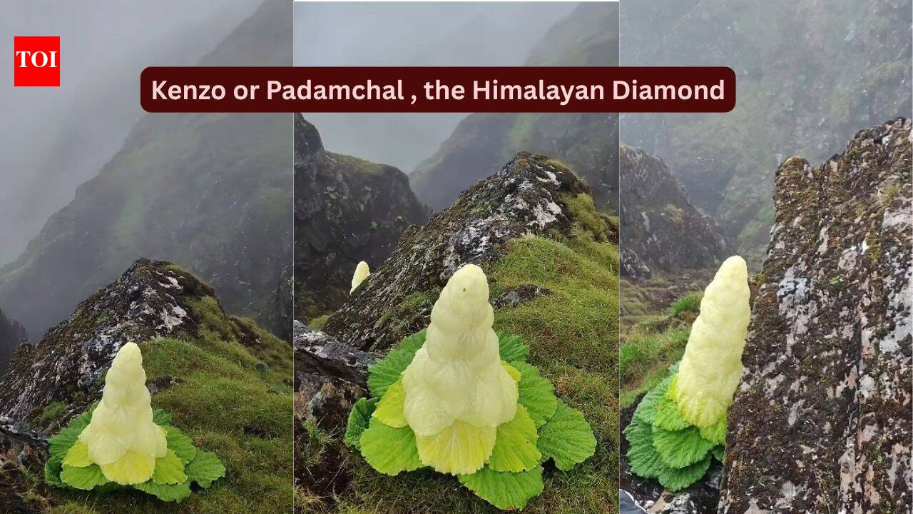 Rare Himalayan diamond flower blooms once in seven years, grows taller than humans