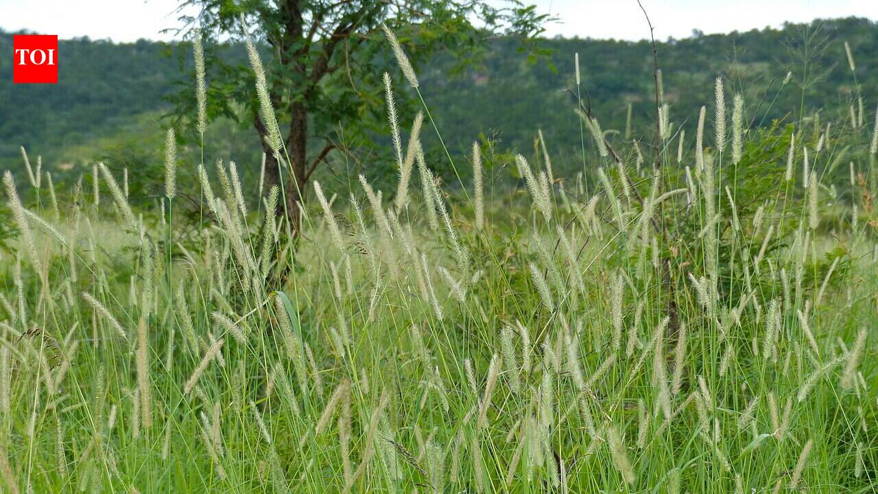 In the 1930s, America introduced African buffelgrass to feed cattle and control erosion; it is now turning Arizona's fire-resistant desert into flammable grassland