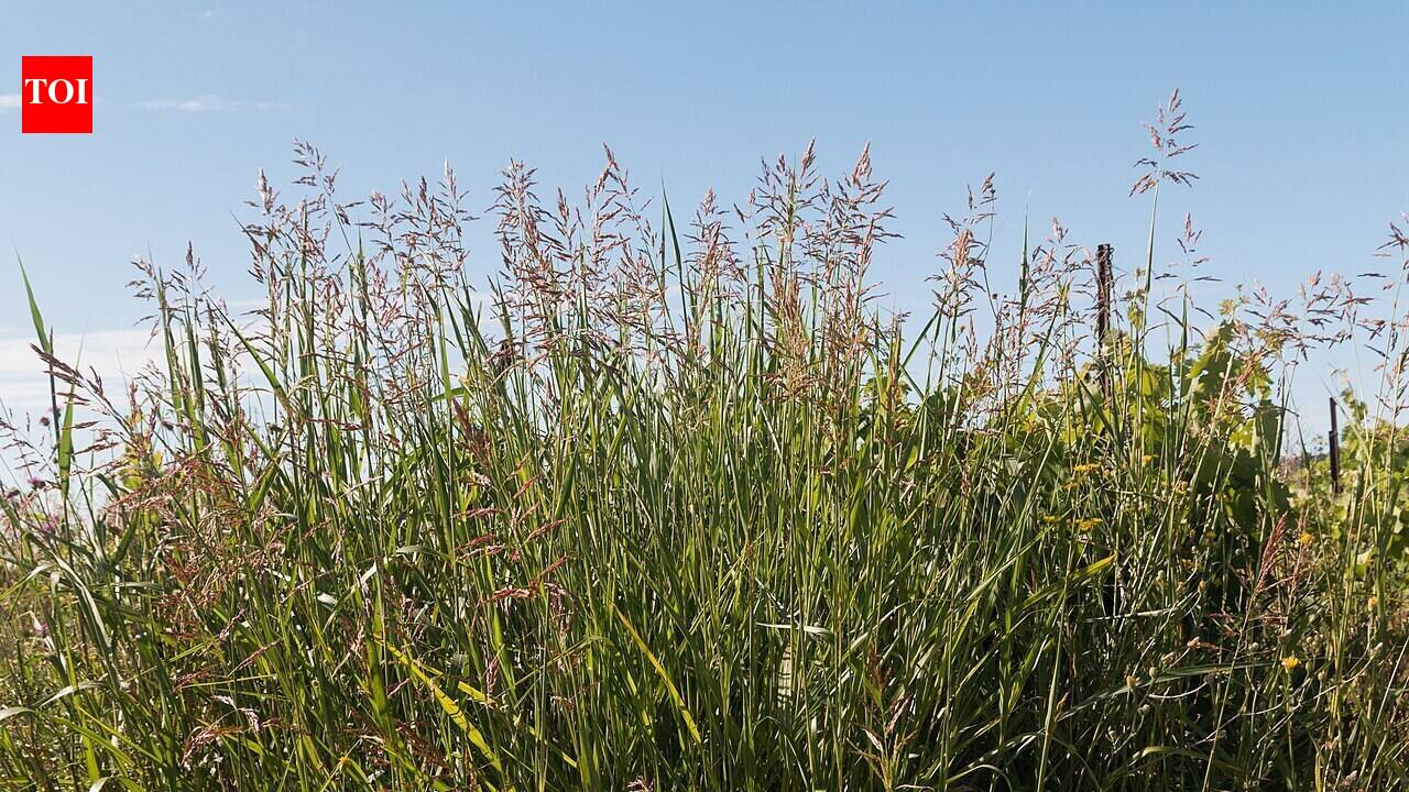 Johnsongrass was introduced into the United States early in the nineteenth century; it later became such a damaging agricultural invader that several states declared it a noxious weed