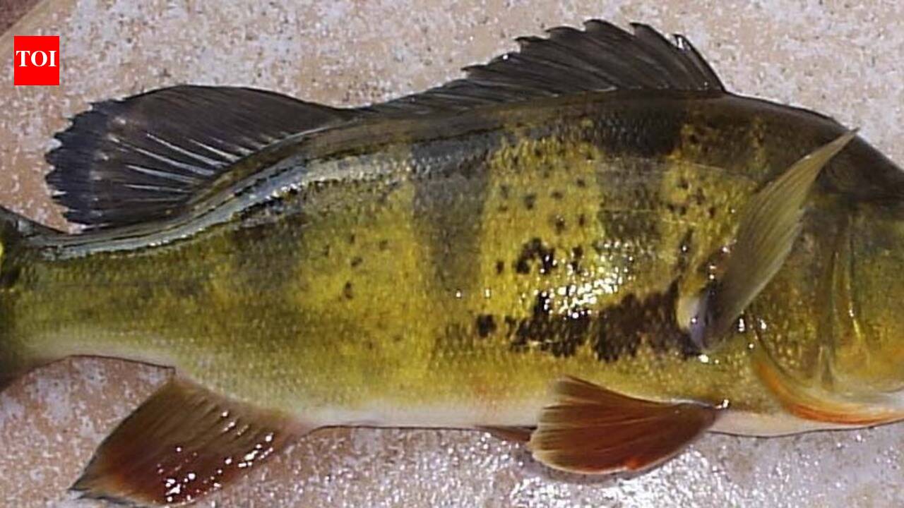 In 2024, a study assessed peacock bass invasion risk across Neotropical freshwater ecoregions; several remain hotspots for future invasions