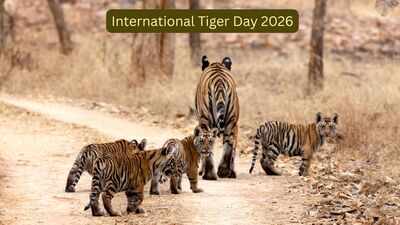 Decades ago, India feared losing its tigers; today it's home to nearly 75% of the world's wild population; here's how India became the 'Tiger Capital'