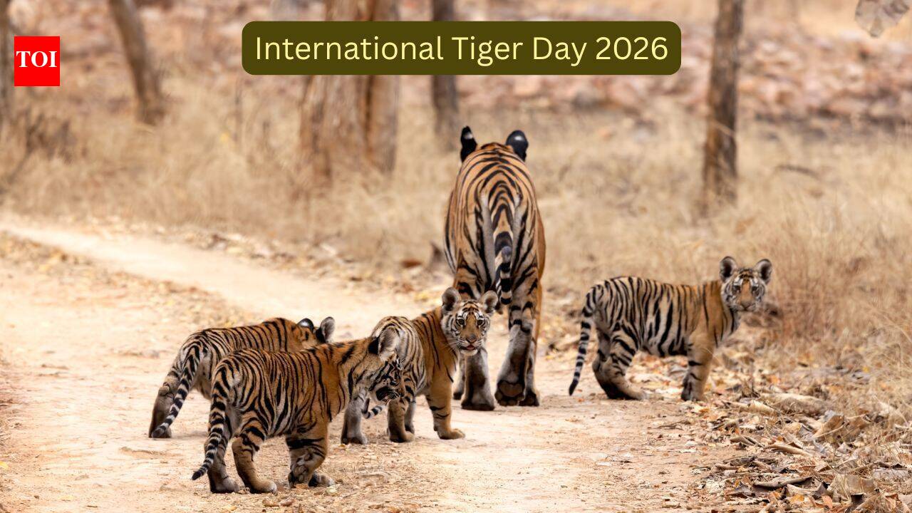Decades ago, India feared losing its tigers; today it's home to nearly 75% of the world's wild population; here's how India became the 'Tiger Capital'