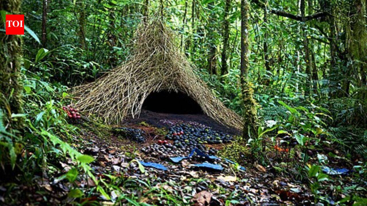 Meet the bowerbirds that spend months building elaborate displays decorated with flowers, feathers and shells to win a mate