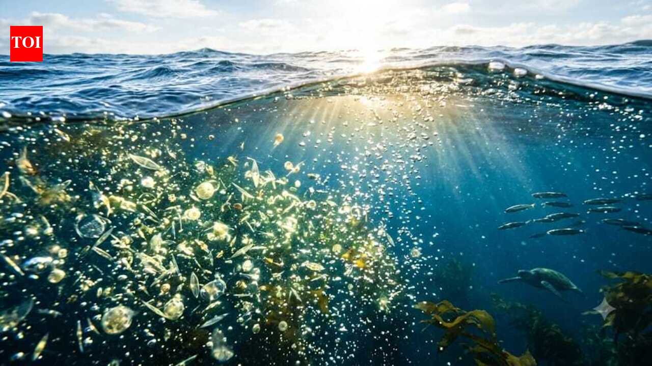 The world's biggest oxygen producer isn't the Amazon. It's the ocean filled with tiny invisible life