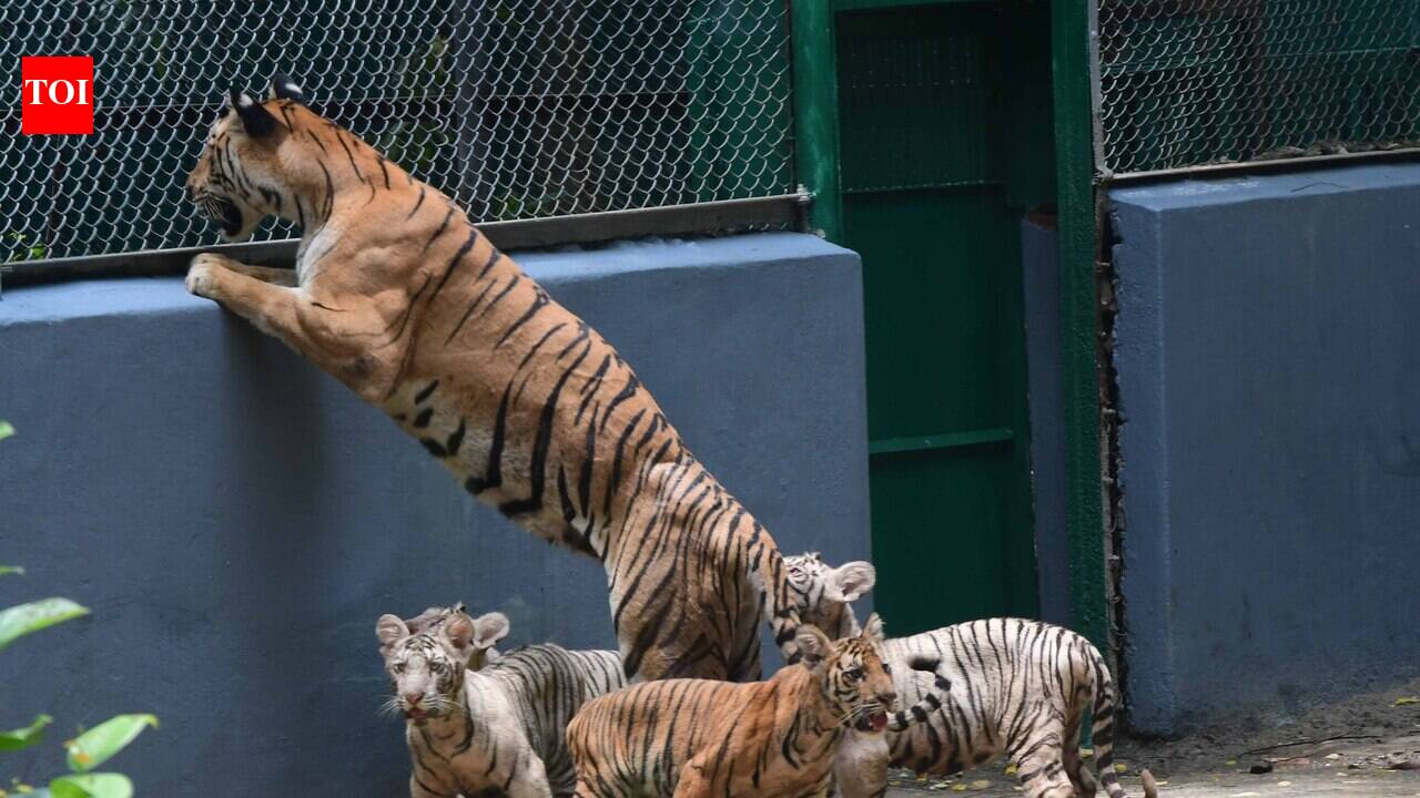Forest min: Tigers are invaluable part of country’s natural heritage