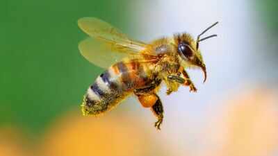 Scientists changed the fats in honeybees’ diets before pesticide exposure; survival rose to 90%, compared with below 50% on other diets