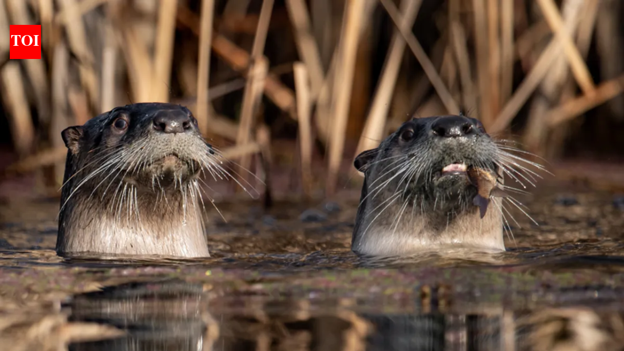 California researchers surveyed Point Reyes lagoon 19 times and found 73 pelicans killed by river otters; some birds have now begun flying away when otters approach