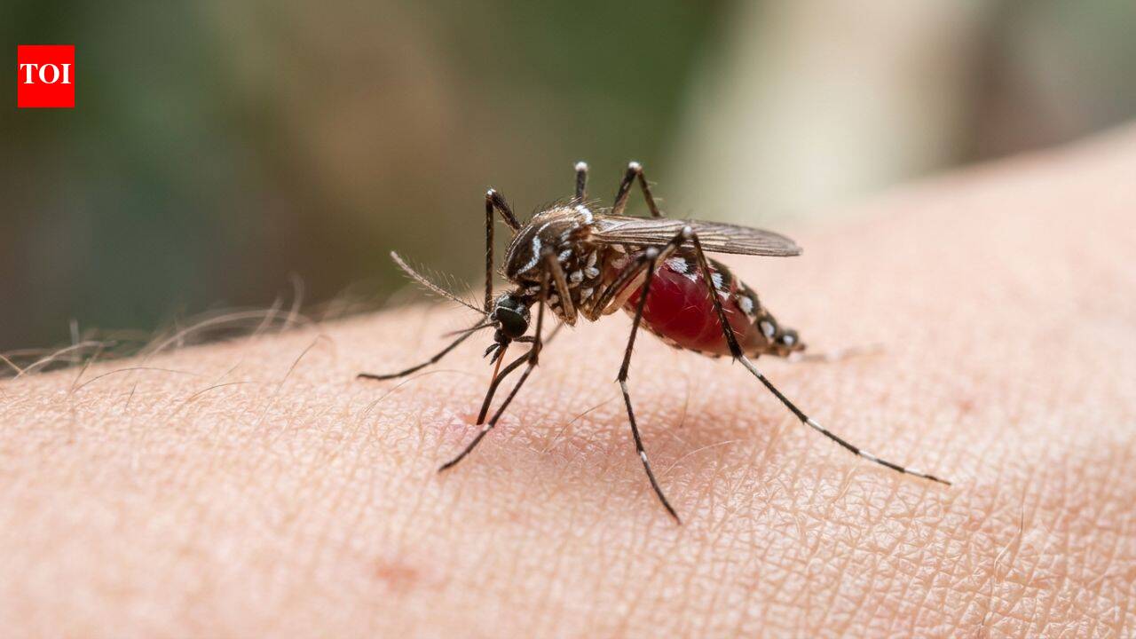 Human blood is becoming a preferred choice for mosquitoes, and scientists think Brazil’s disappearing forests may be the reason