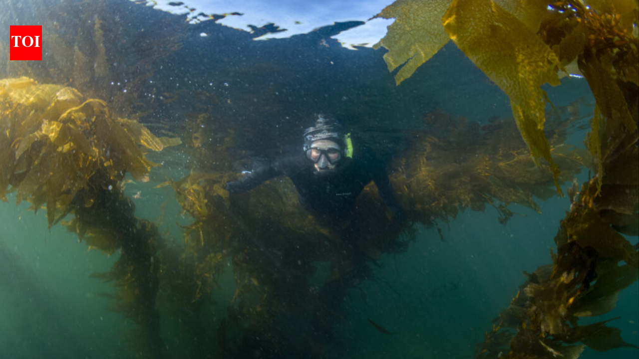 Researchers mapped 5,600km of Canada’s coast using 170 years of records; kelp persistence reached...