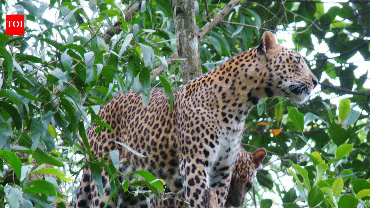 80-year-old farmer injured in leopard attack, forest dept installs cages