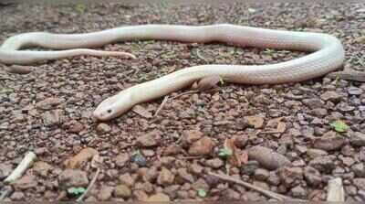 Rights commission calls for appointments to care for snakes