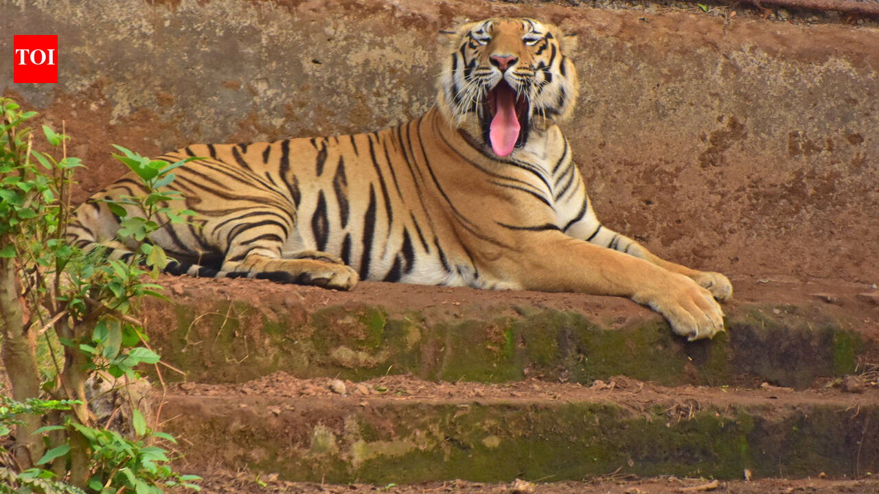 Tiger mauls cow at Munnar estate | Kochi News  timesofindia.indiatimes.com
