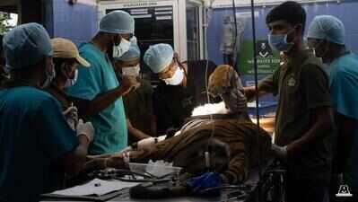 Bannerughatta Biological Park performs rare root canal on Bengal Tigress ‘Sinchana’
