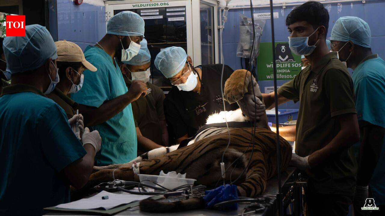 Bannerughatta Biological Park performs rare root canal on Bengal Tigress ‘Sinchana'