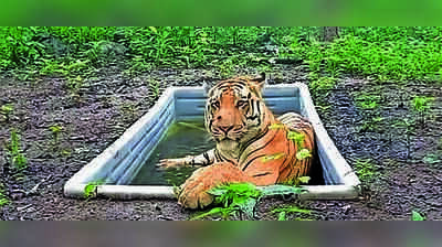Came, saw, stayed: Lone tiger completes 17 months in Gujarat