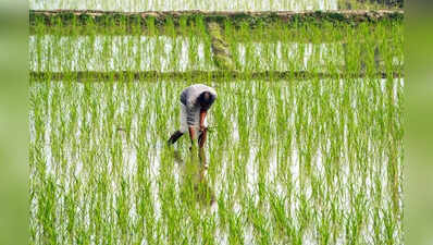 New procurement near, but old paddy chokes Punjab storage
