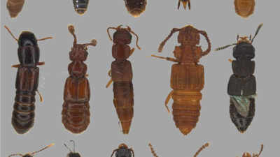 In 1967, an ecologist predicted tropical mountains would trap heat-sensitive species; nearly 60 years later, tests on over 100 beetles support his warning