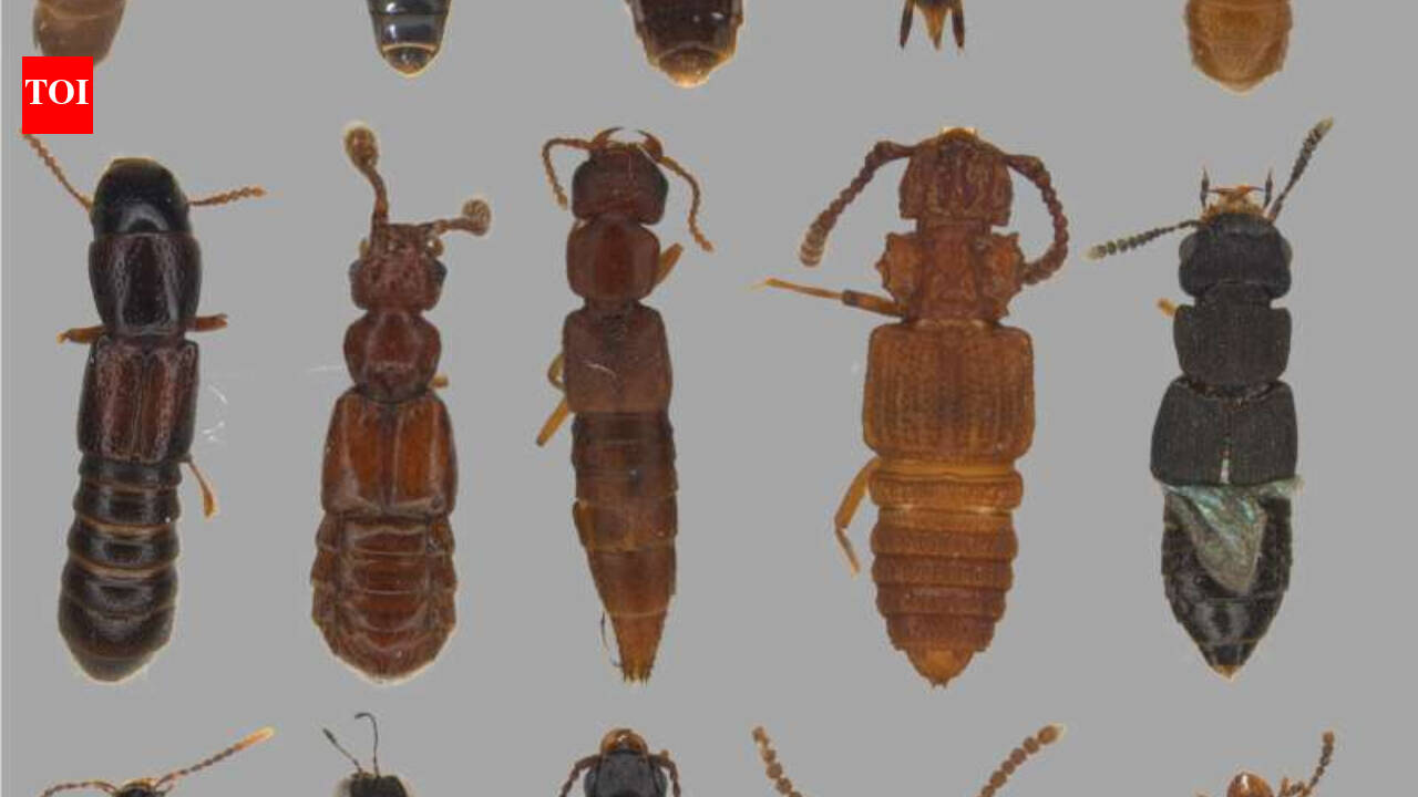 1967 warning on tropical mountains trapping species confirmed by beetle study