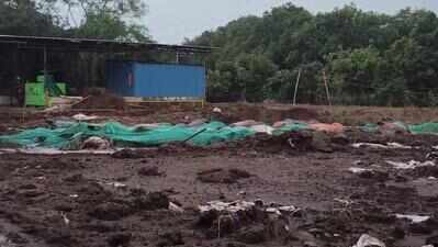 Drowned buffaloes raise stink in Valsad village