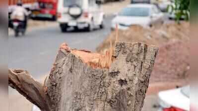 SC panel seeks records in Gurgaon realty project tree-felling row