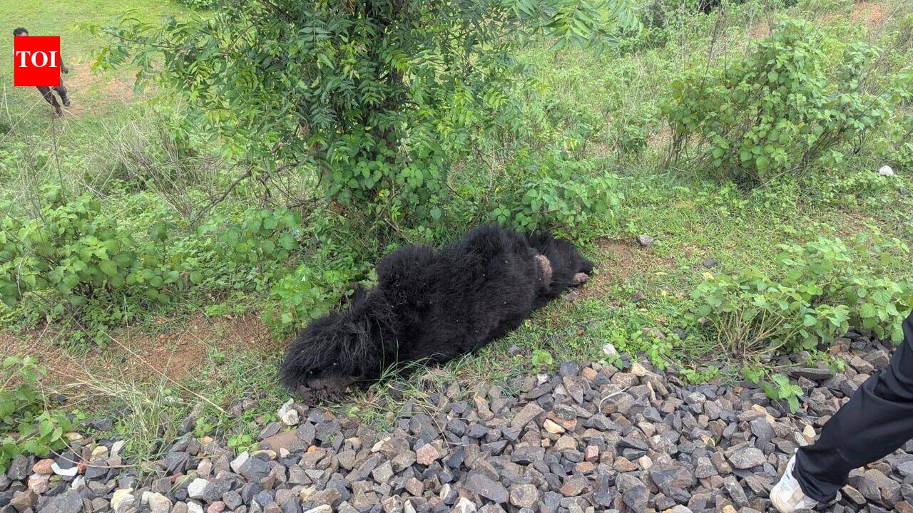 Sloth bear run over by train