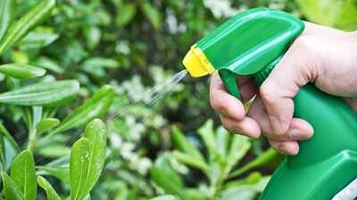 Make your own natural garden pest spray: 5 DIY recipes and the plants you should never spray them on