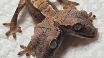 Double trouble: Meet ‘Simon and Garfunkel,’ the two-headed gecko hatchling defying the odds in Pennsylvania
