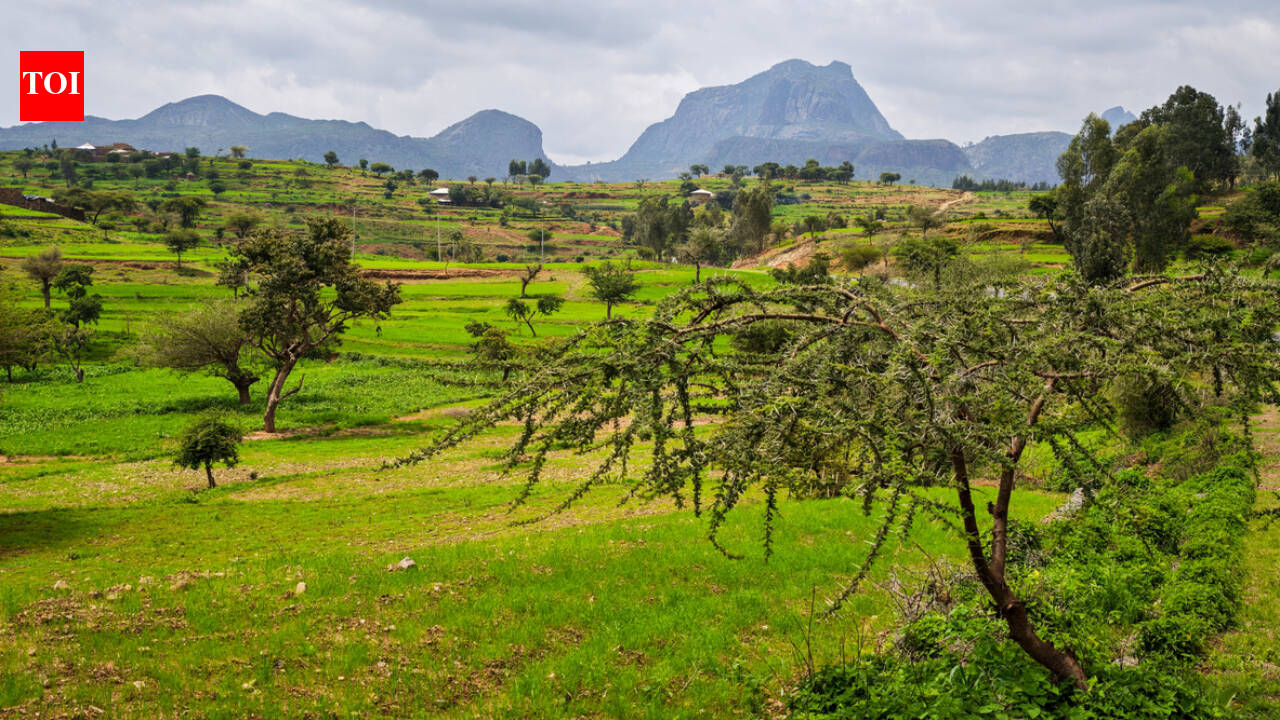 2,000-year-old grapevines in Ethiopia may preserve an ancient farming legacy