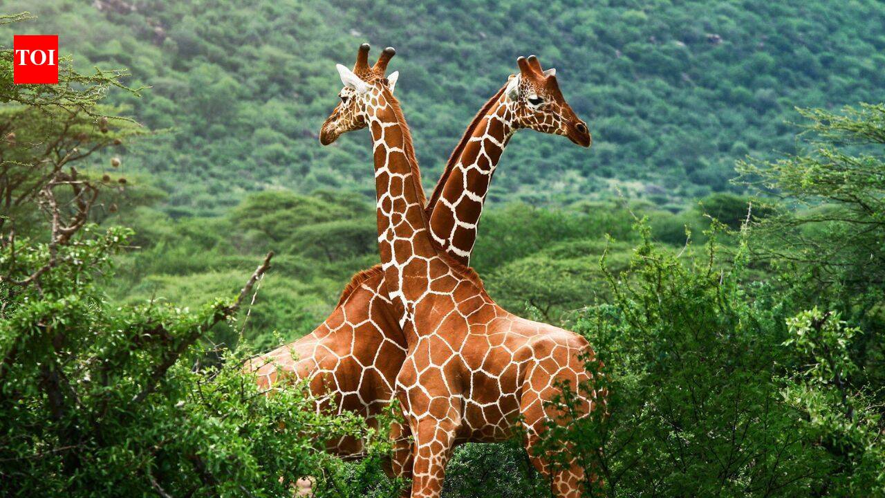 Unlike most animals, giraffes can't take shelter during storms because they're too tall; this is how they survive dangerous weather