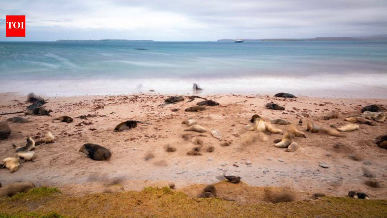 New Zealand is investing $202 million in a mega-operation aimed at restoring three islands destroyed by invasive species