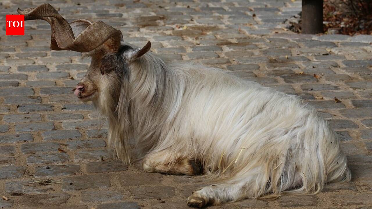 They used 'Judas goats' to save a dying ecosystem—and the result is a stunning comeback for nature.