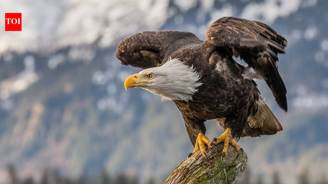 A California wildlife biologist risked cliff falls and eagle attacks to monitor and foster bald eagle chicks; by 2018, the Channel Islands had 20 breeding pairs