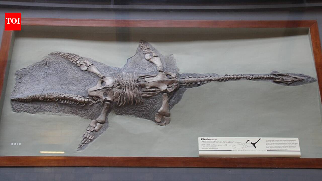 This 245-million-year-old fossil just revealed a 'perfect' snapshot of a prehistoric meal—and its final moments.