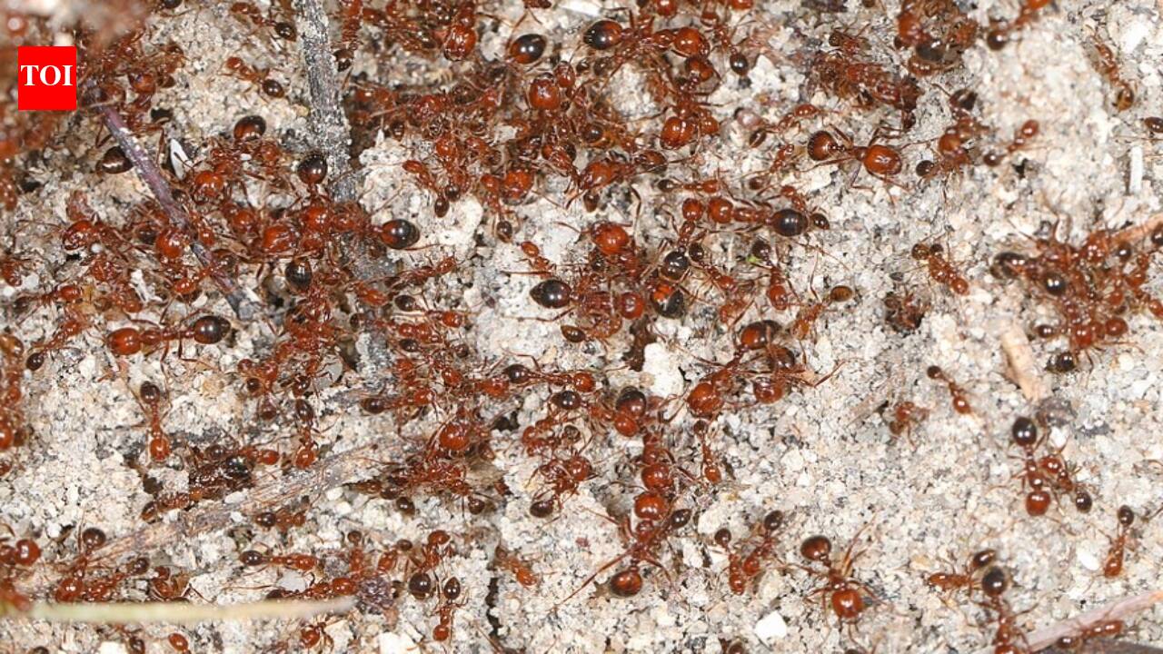 The Failed War on Fire Ants: A Toxic Legacy