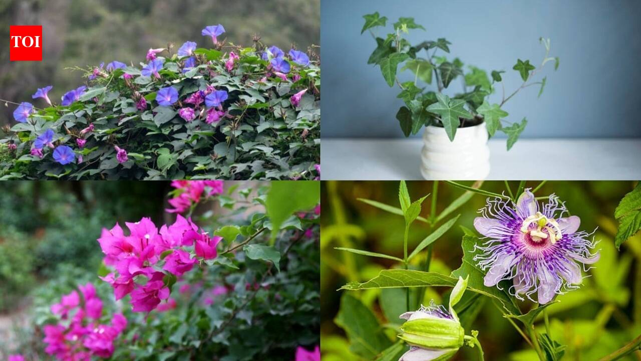 7 Fast-growing plants that provide natural shade and keep your home cool