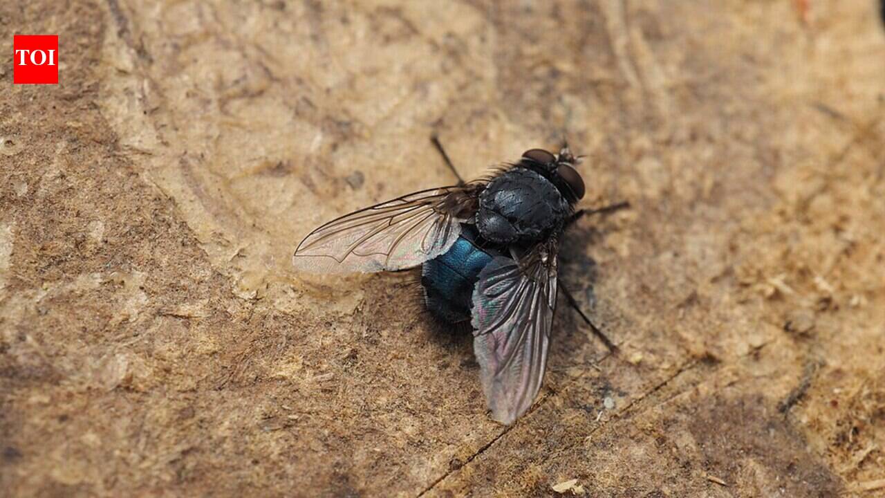 Why flies keep smashing into windows, and the simple light-and-air trick that helps them find the exit