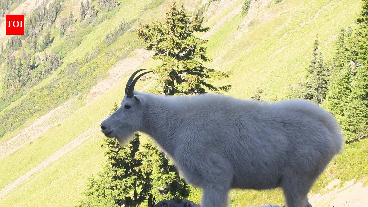 In the 1920s, Washington introduced mountain goats for hunting; the herd grew and damaged rare alpine plants and soils