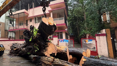 BMC to hold third-party probe into Chembur tree crash death