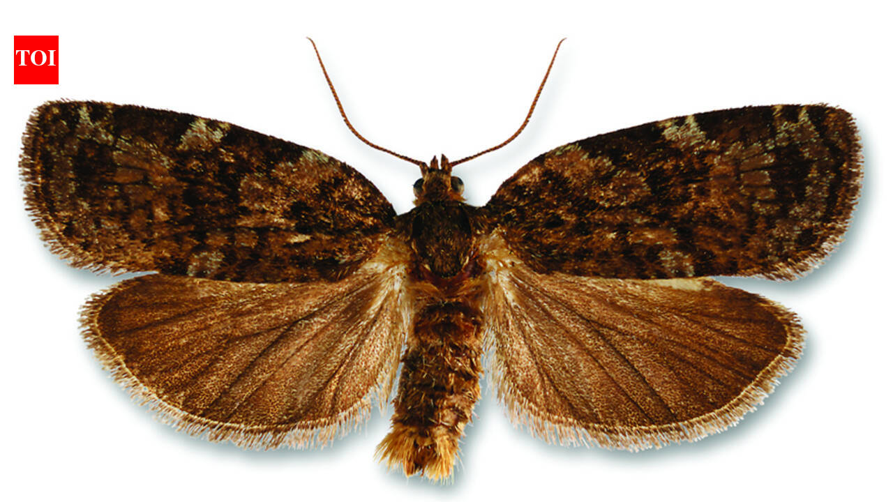 In 1952, Canada began spraying forests from aeroplanes to control budworms; decades later, pesticide research changed how forests were managed